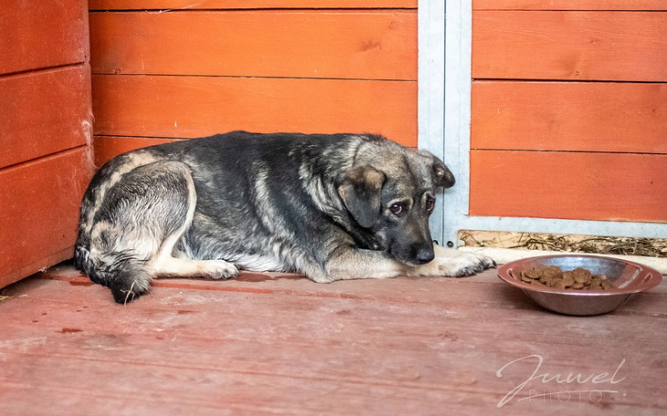 Zbiórka Pomoc dla Sopotkowych Radysiaków - zdjęcie główne