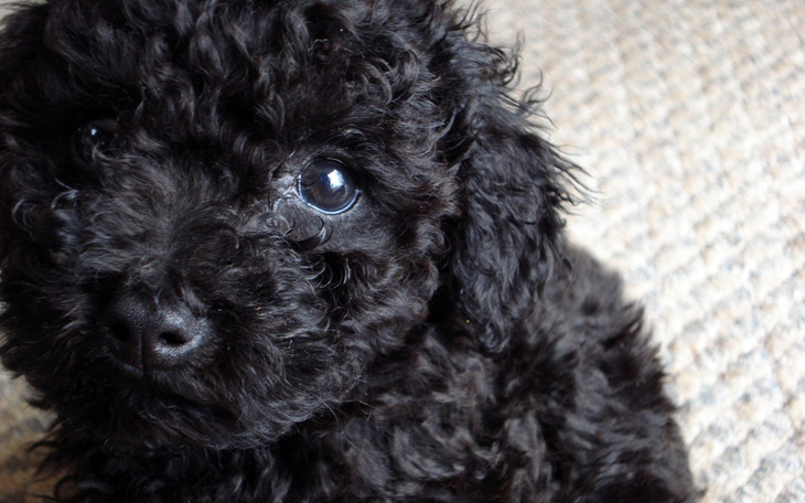 Zbiórka na koszty adwokata - zdjęcie główne