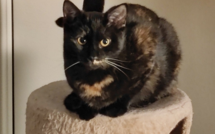 Zbiórka Kocie dziecko chce żyć-Nadirka - zdjęcie główne