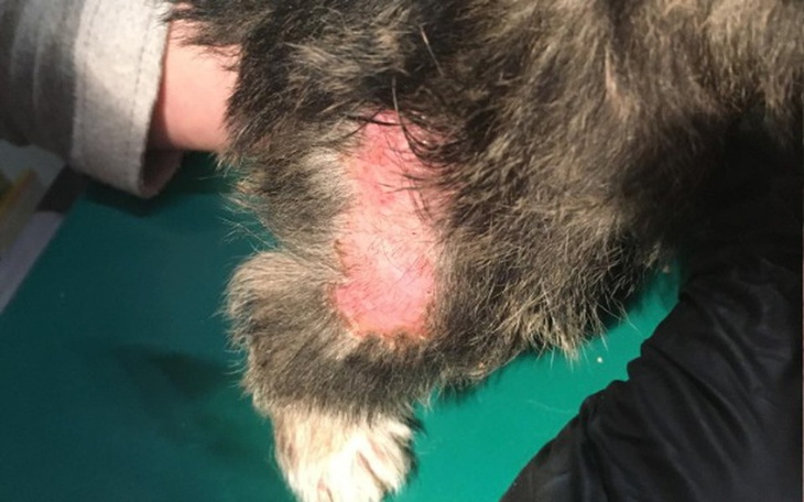 Zbiórka Skrajnie zaniedbane psy - zdjęcie główne