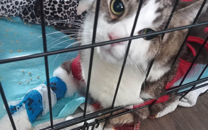 Zbiórka Pinki z chłoniakiem jelit - zdjęcie główne