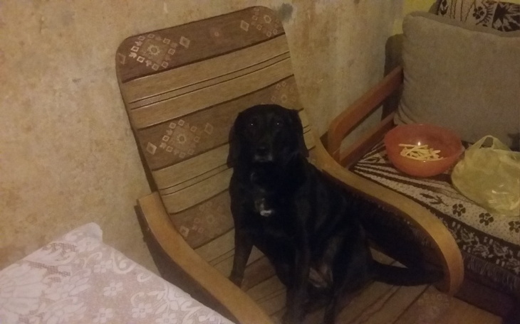 Zbiórka Na szczepienia dla psiaka - zdjęcie główne