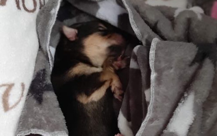 Zbiórka Hospitalizacja i leczenie Tesli - zdjęcie główne