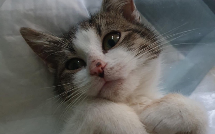 Zbiórka Faktura Vet diagnostyka - zdjęcie główne