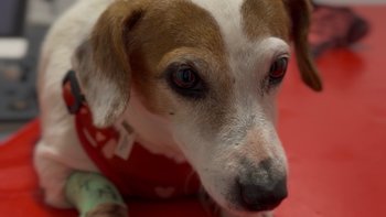 Zbiórka Pomóż Sophii - miniaturka zdjęcia