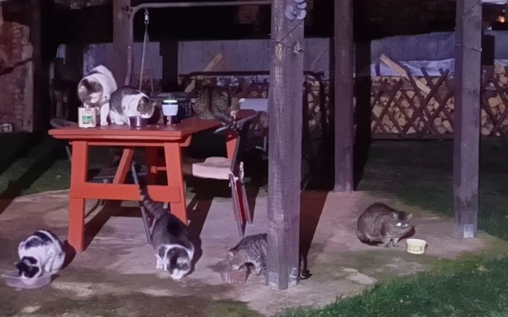 Grupa kotów jedzących na zewnątrz przy stole.