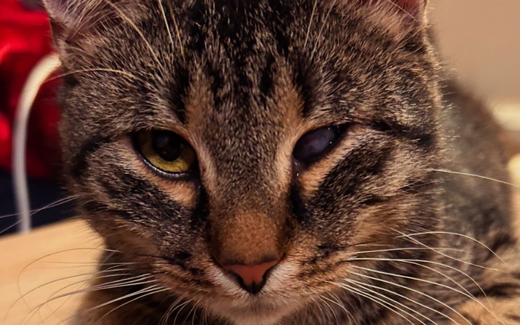 Kot z nietypowym wyglądem, jedno oko jest inne niż drugie.