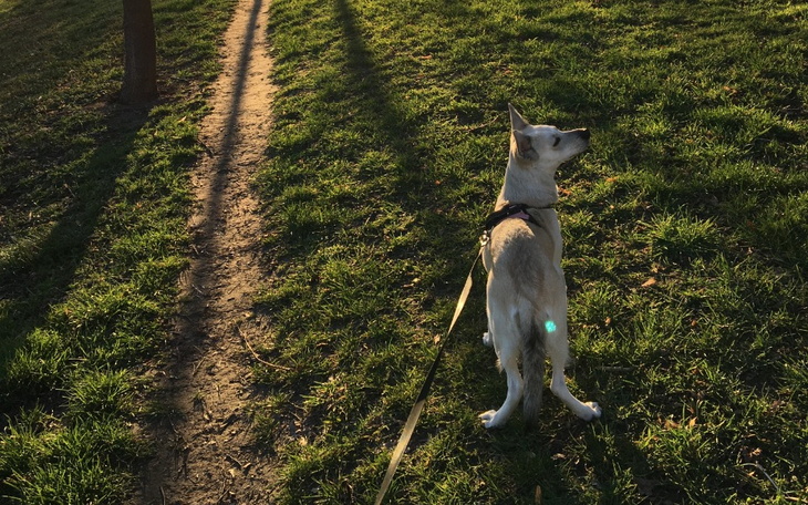 Zbiórka Psia przyszłość - zdjęcie główne