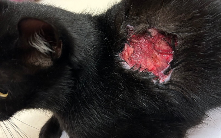 Zbiórka Mozart - zdjęcie główne