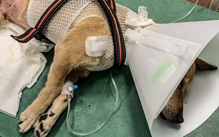 Zbiórka Antoś błaga o życie - zdjęcie główne