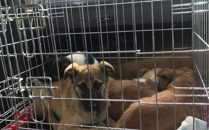 Zbiórka Nikt nas nie chce😭-CHCEMY ŻYĆ🙏 - zdjęcie główne