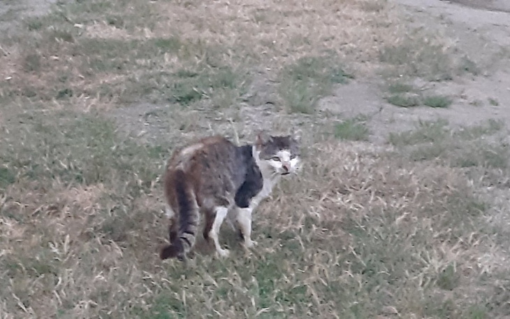 Zbiórka Sponiewierane koty - zdjęcie główne