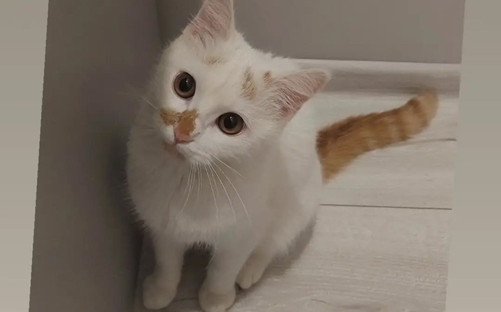 Biały kotek z rudym ogonem, patrzy na zdjęcie.