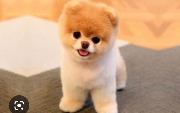 Zbiórka Zbieram na psa2 - zdjęcie główne