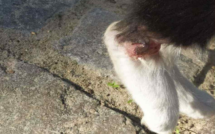 Widok na ranę na łapie psa, z widocznymi oznakami uszkodzenia.