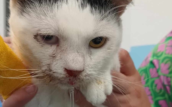 Zbiórka Czy Leon wygra walkę o życie - zdjęcie główne