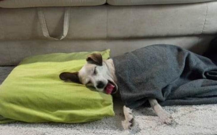 Zbiórka Karma i leczenie gromadki Gosi - zdjęcie główne