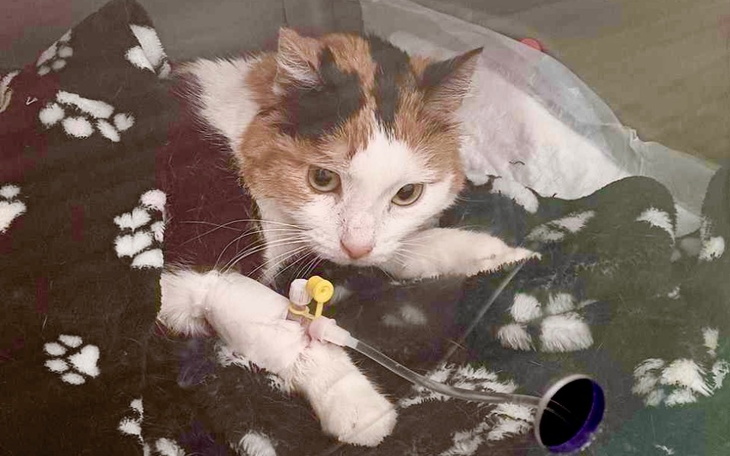 Kot w szpitalu, z kroplówką i zmartwionym spojrzeniem.