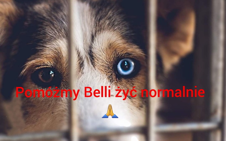Zbiórka Na ratunek Belli - zdjęcie główne
