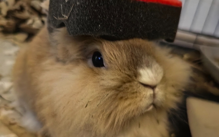 Rudy królik z zabawką na głowie.