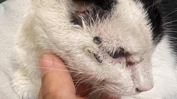 Zbiórka 18 śrutów w ciele - Pomóż - miniaturka zdjęcia