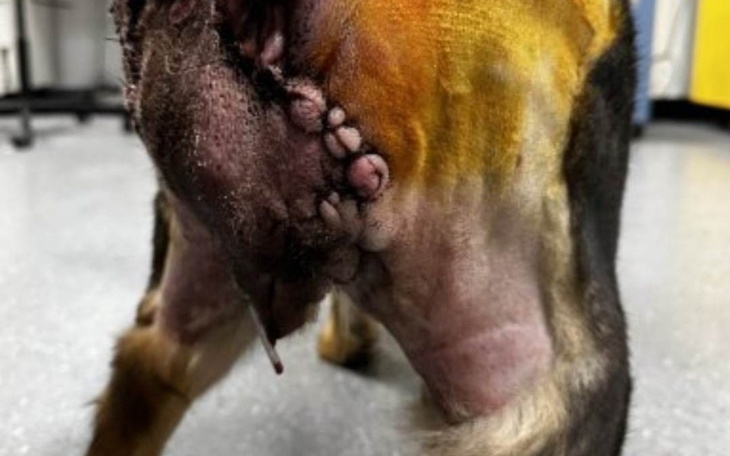 Zbiórka Leczenie uratowanych skazańców - zdjęcie główne