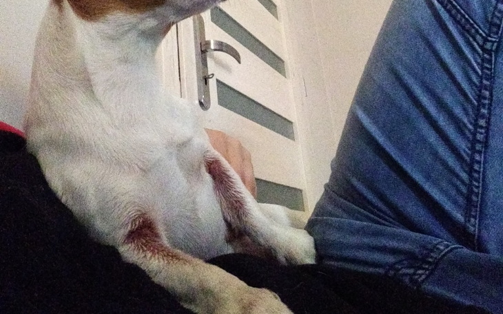 Zbiórka Pomoc dla Bibuńki. - zdjęcie główne