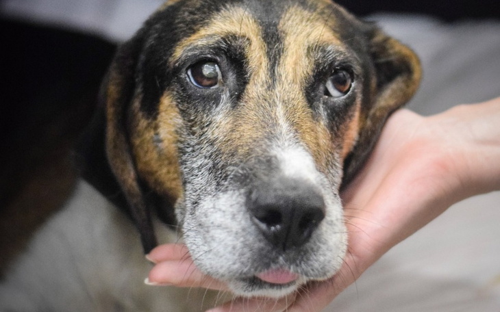 Pies z wyrazistym spojrzeniem, trzymany przez człowieka.