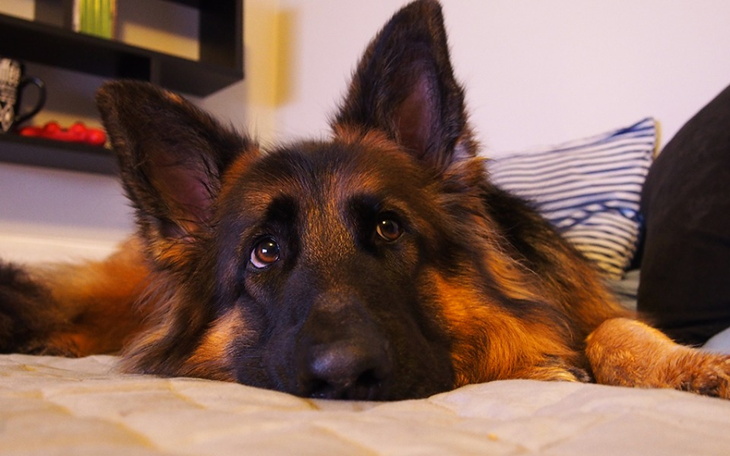 Zbiórka Bezdomne Zwierzęta Pomoc - zdjęcie główne