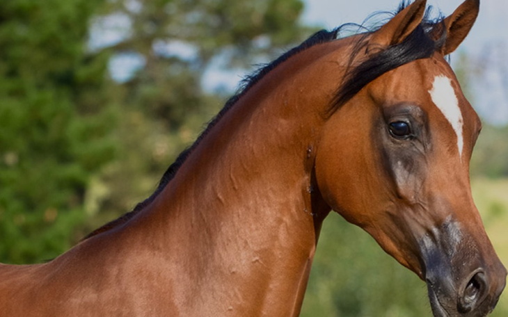 Zbiórka Zbiórka na marzenia i pasje - zdjęcie główne