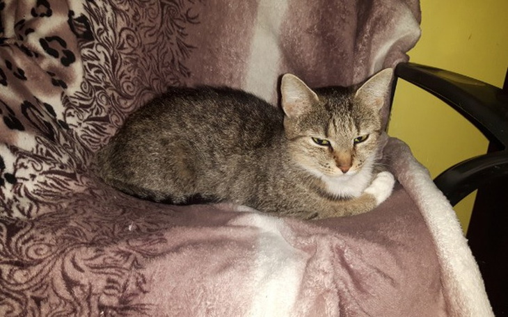 Zbiórka Pomoc dla kotów 😊 - zdjęcie główne