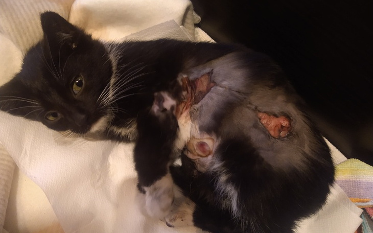 Zbiórka Operacja Lakiego - zdjęcie główne