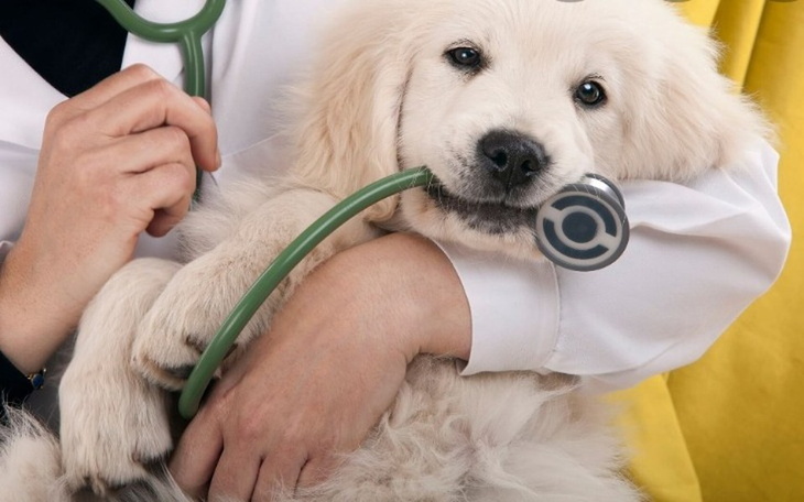 Zbiórka Leczenie zwierząt ze schronisa - zdjęcie główne