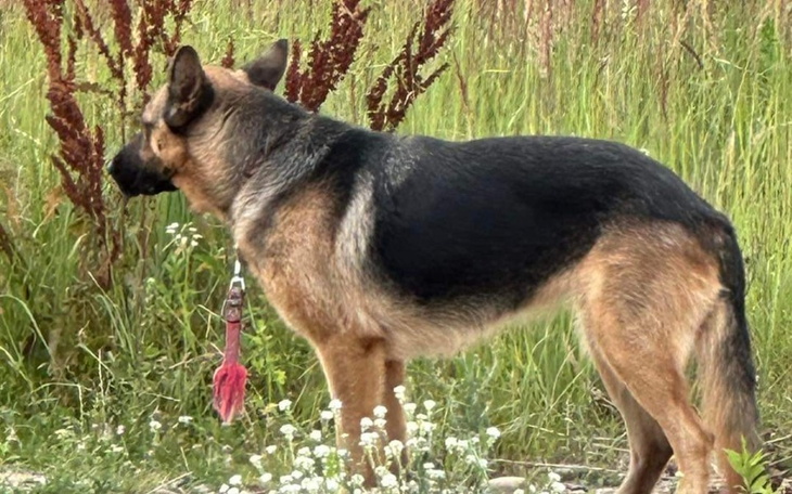 Zbiórka Odłowienie psa z okolic dworca R - zdjęcie główne