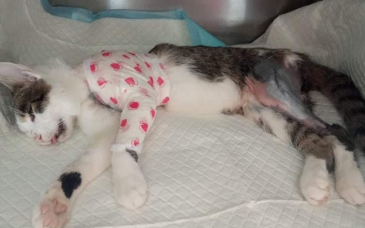 Zbiórka Frugo - zdjęcie główne