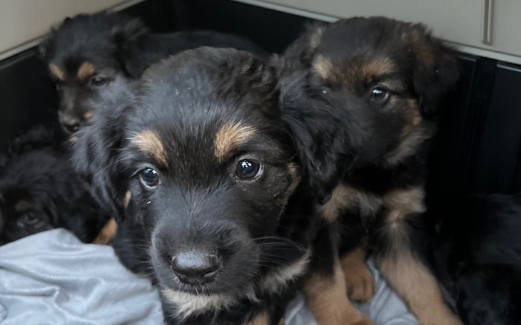 Szczeniaki w przytulnym miejscu, patrzące w obiektyw.