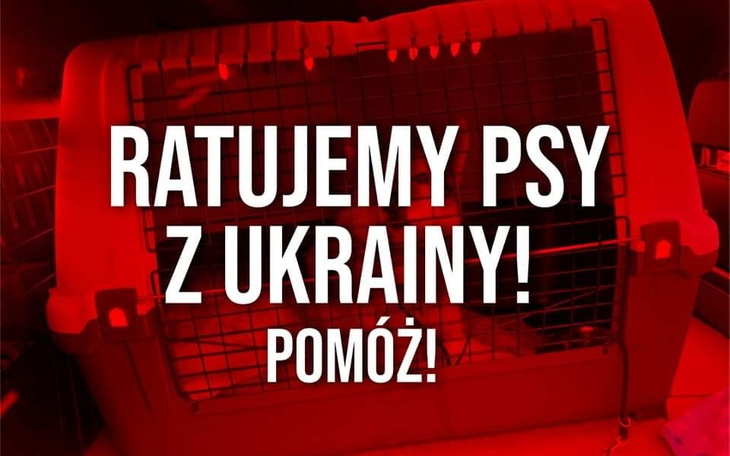 Zbiórka Zbiórka na ratowanie psów z Ukra - zdjęcie główne