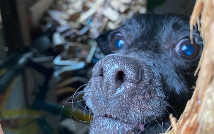 Czarny pies z bliska, patrzy przez szczelinę.