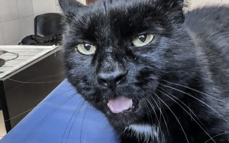 Czarny kot z wyrazistymi zielonymi oczami, leżący na stole.