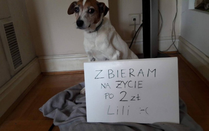 Zbiórka Drugie życie Lili - zdjęcie główne