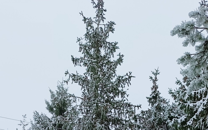 Zbiórka Potrawy na święta - zdjęcie główne