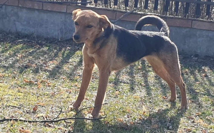 Pies stojący na trawie, z wyraźnym zainteresowaniem otoczeniem.