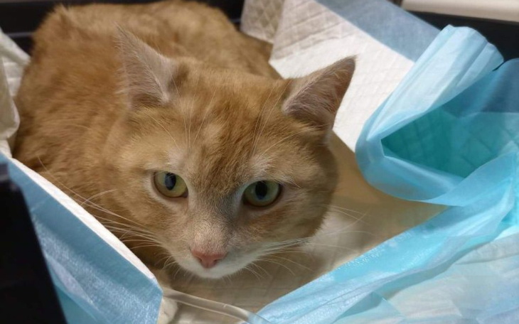 Zbiórka Pomoc dla Kochanego Gucia - zdjęcie główne