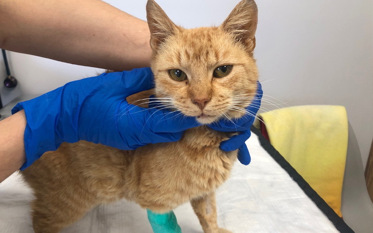 Kot w trakcie leczenia, z opatrunkiem na łapie.