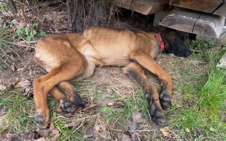 Zbiórka Ratujemy Bellatrix - zdjęcie główne