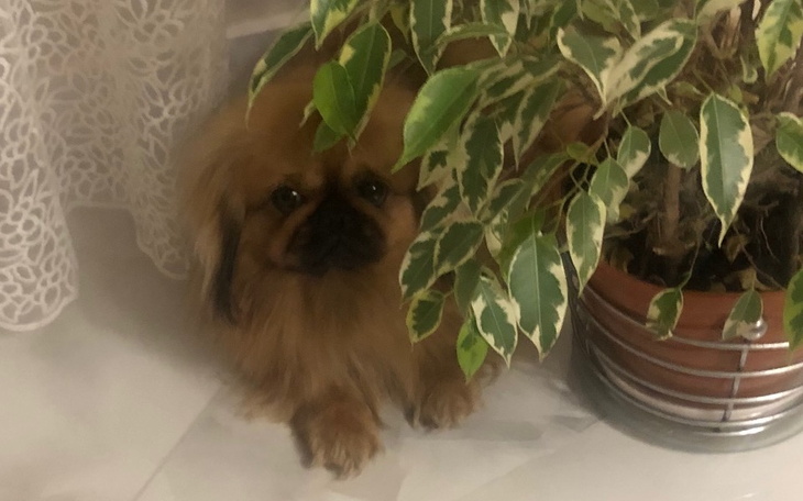 Mały piesek chowający się za rośliną doniczkową.