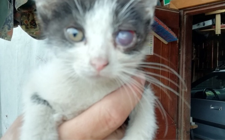 Zbiórka Zwierzęta w potrzebie - zdjęcie główne