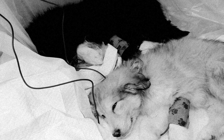 Zbiórka Na rachunek za leczenie psów - zdjęcie główne