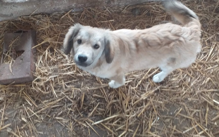 Zbiórka Padok dla psa - zdjęcie główne