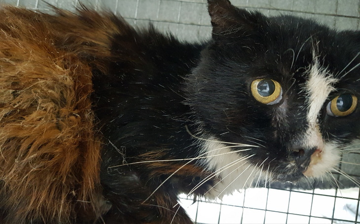 Zbiórka Pauper - zdjęcie główne